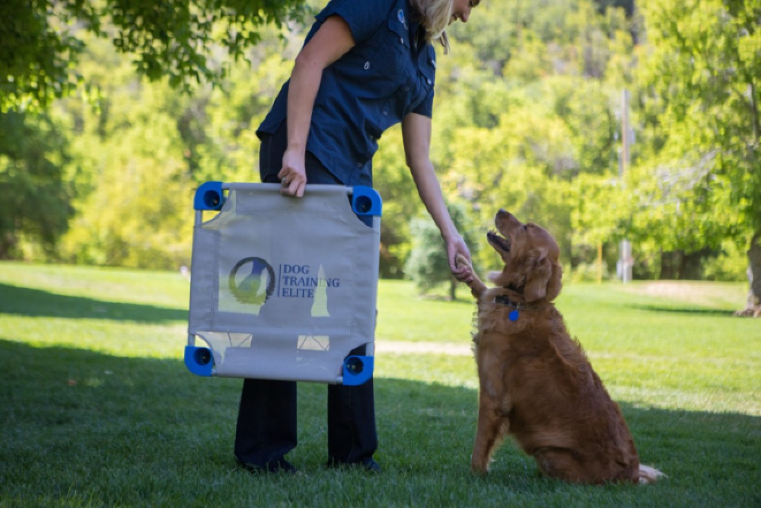 Dog Training Elite Owner trains dog at park.